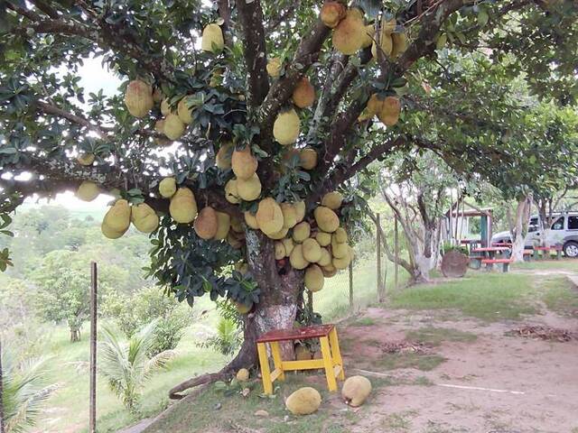 #ch1303 - CHACARA para Venda em São Pedro - SP - 2