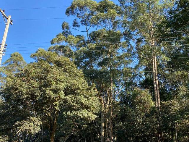 CHACARA para Venda em São Pedro - 2