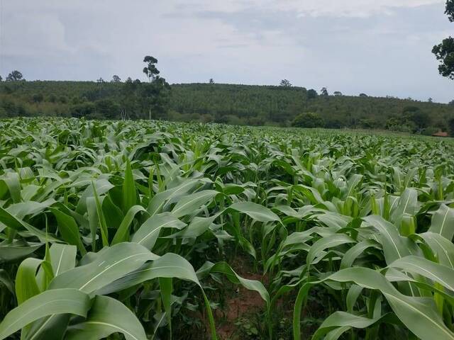 Sítio para Venda em São Pedro - 5